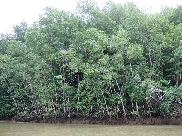 Pelliciera rhizophorae growth